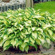 Hosta 'Fortunei Albopicta' GM P9 Chemievrij