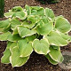 Hosta 'Fragrant Bouquet' GM P9 Chemievrij