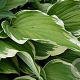 Hosta 'Moerheim' GM P9 Chemievrij