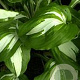 Hosta 'Undulata Univittata' GM P9 Chemievrij