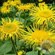 Inula helenium GM P9