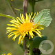 Inula helenium GM P9
