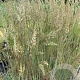 Koeleria glauca GM P9 Chemievrij