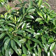 Prunus l. 'Mischeana' 25-30 cm 3,5L
