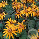 Ligularia d. 'Desdemona' GM P9 Chemievrij