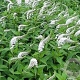 Lysimachia clethroides GM P9 Chemievrij