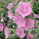 Malva alcea 'Fastigiata' GM P9 Chemievrij