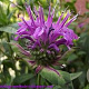 Monarda fistulosa menthifolia GM P9 Chemievrij