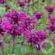 Monarda 'Kardinal' GM P9 Chemievrij