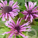 Monarda 'Mohawk' GM P9 Chemievrij