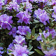Rhododendron 'Purple Pillow' 30 cm 5,0L paars