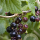 Ribes nigrum 'Black' 65-70 cm 2,0L
