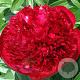 Paeonia 'Red Charm' GM P9