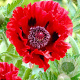 Papaver or. 'Brilliant' GM P9 Chemievrij