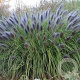 Pennisetum alopecuroides 'Viridescens Black Beauty' GM P9