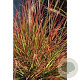 Pennisetum al. 'Burgundy Bunny' GM P9 Chemievrij