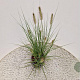 Pennisetum al. 'Hameln' 40-50 cm 2,5L