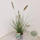 Pennisetum al. 'Hameln' 40-50 cm 2,5L