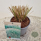 Pennisetum al. 'Hameln' GM 2,5L