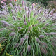 Pennisetum al. 'Herbstzauber' GM P9 Chemievrij