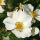 Rosa (H) Rugby GM 2,0L