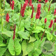 Persicaria amplexicaulis GM P9 Chemievrij