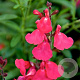 Salvia greggii 'Lipstick' GM P9