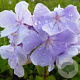Phlox (P) 'Franz Schubert' GM P9 Chemievrij