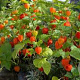 Physalis alkekengi franchetii GM P9 Chemievrij