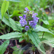 Prunella vulgaris GM P9 Chemievrij