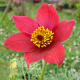 Pulsatilla vulgaris GM P9 Chemievrij