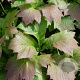 Rodgersia 'Bronze Peacock' GM P9