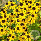 Rudbeckia triloba GM P9 Chemievrij