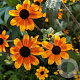 Rudbeckia triloba 'Prairie Glow' GM P9 Chemievrij
