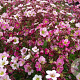 Saxifraga (A) 'Blütenteppich' GM P9