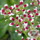 Saxifraga cot. 'Southside Seedling' GM P9