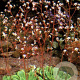 Saxifraga urbium GM P9 Chemievrij