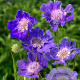 Scabiosa caucasica GM P9 Chemievrij