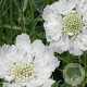 Scabiosa cauc. 'Alba' GM P9