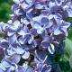 Syringa vulgaris 'President Grevy' 10-12 HO 35L