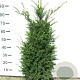 Taxus baccata 80-100 cm met kluit