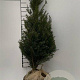 Taxus baccata 80-100 cm met kluit
