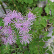 Thalictrum aquilegifolium GM P9 Chemievrij