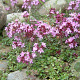 Thymus pulegioides GM P9 Chemievrij