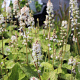 Tiarella wherryi GM P9 Chemievrij