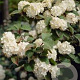 Viburnum plicatum 'Rotundifolium' 30-40 cm 3,0L