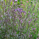 Verbena officinalis 'Bampton' GM P9 Chemievrij