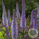 Veronicastrum virg. 'Cupid' GM P9