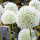 Allium stipitatum 'White Giant' GM P9 Chemievrij
