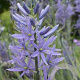 Camassia leichtlinii 'Caerulea' GM P9